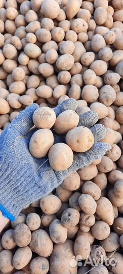 Продам картофель с доставкой