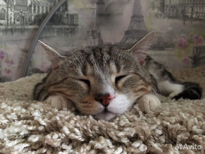 Британский кот