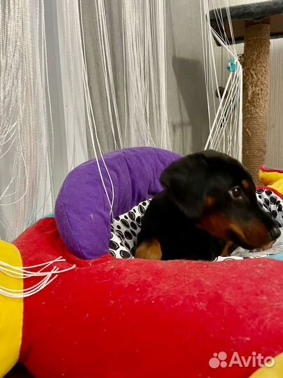 Щенки добермана