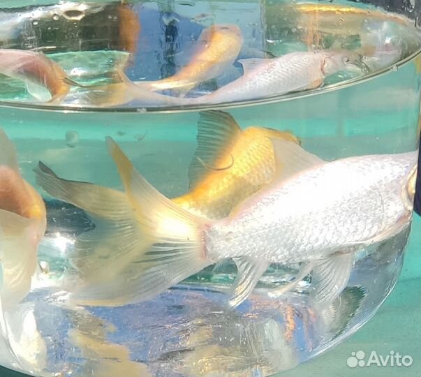 Рыбки золотые прудовые