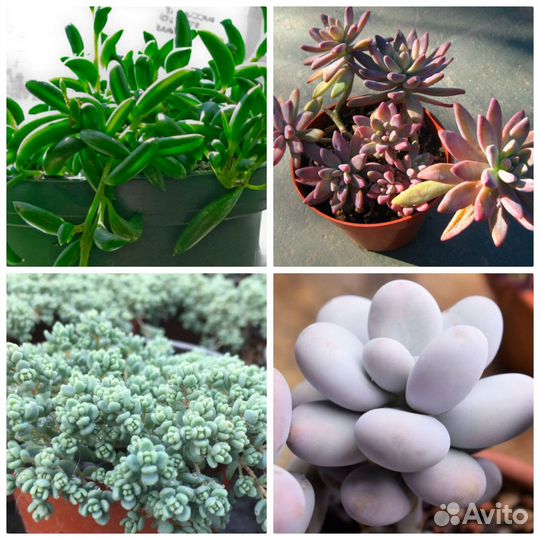 Флорариум суккуленты