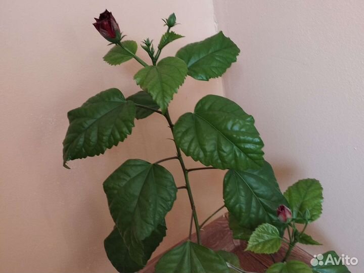 Продам цветы комнатные