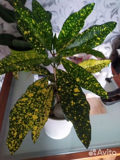 Кодиеум кротон