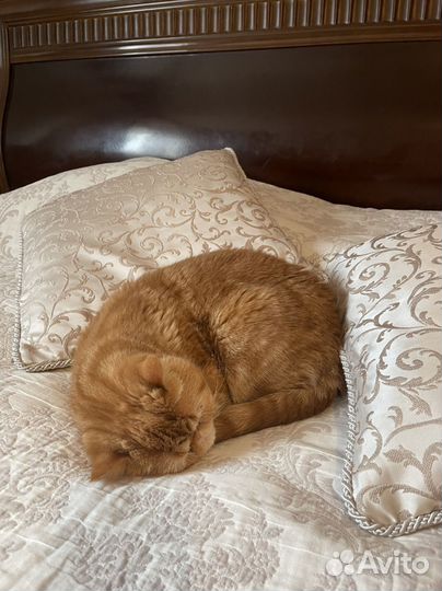 Кошка в дар
