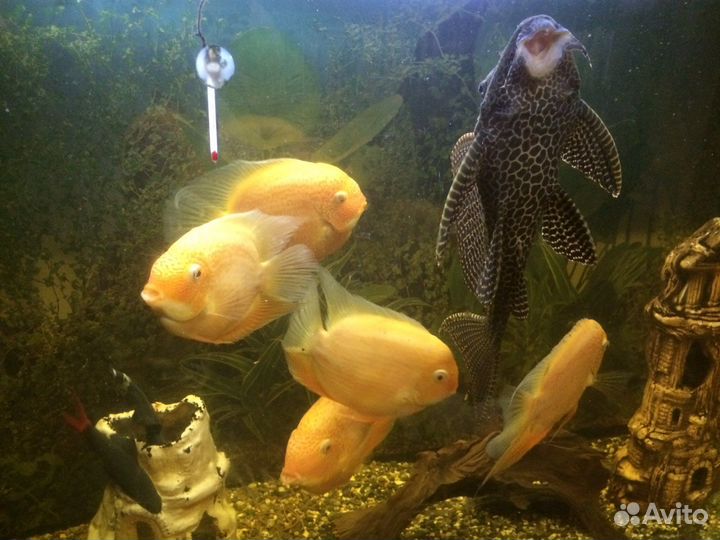 Аквариумные рыбки