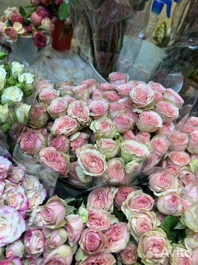 Пионовидные кустовые розы