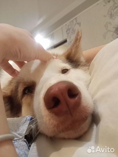 Вязка кобель