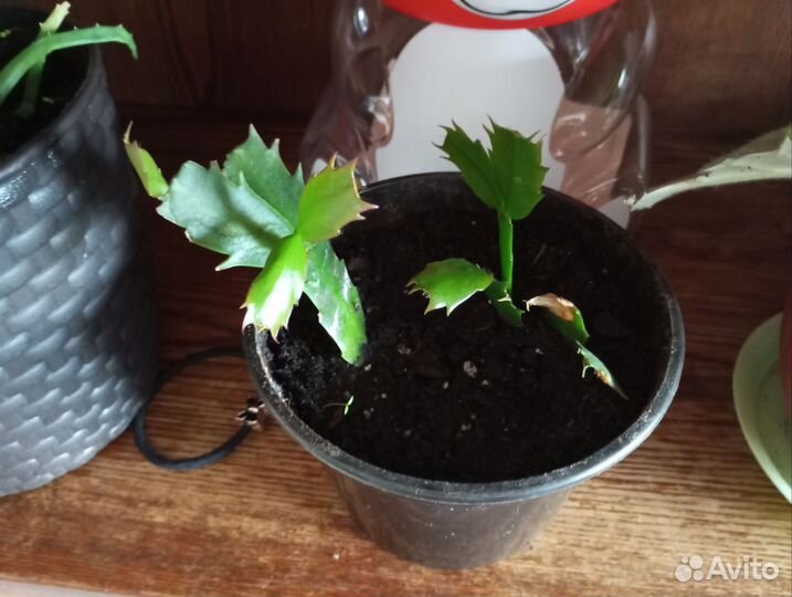 Комнатные цветы