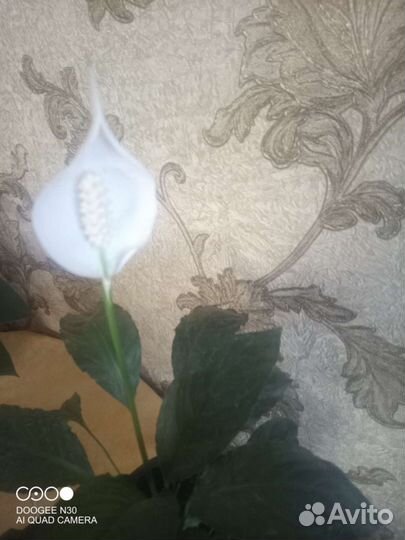 Цветы домашние