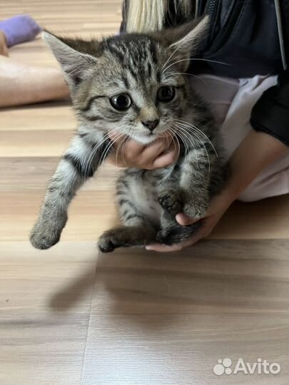 Котенок