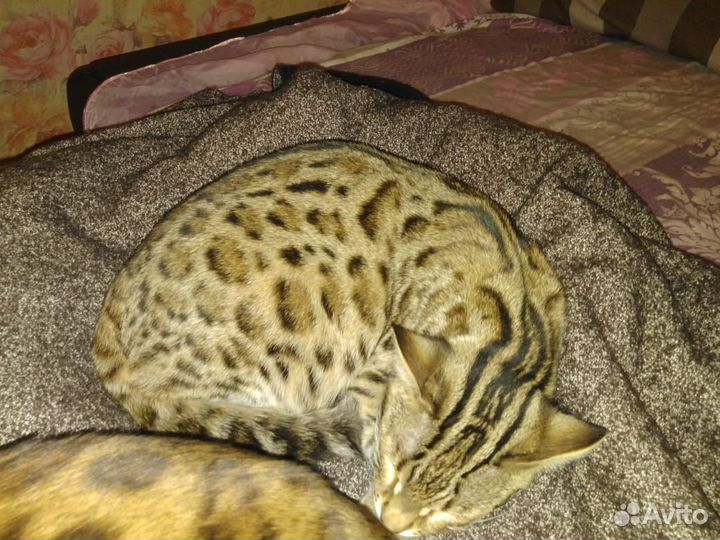 Котята доставка бенгал