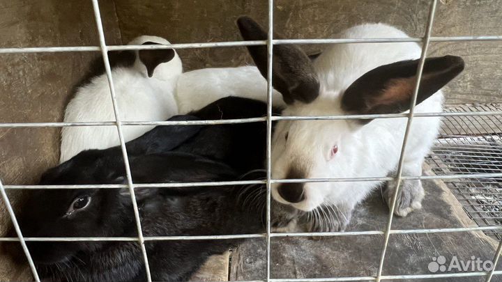 Калифорнийские кролики