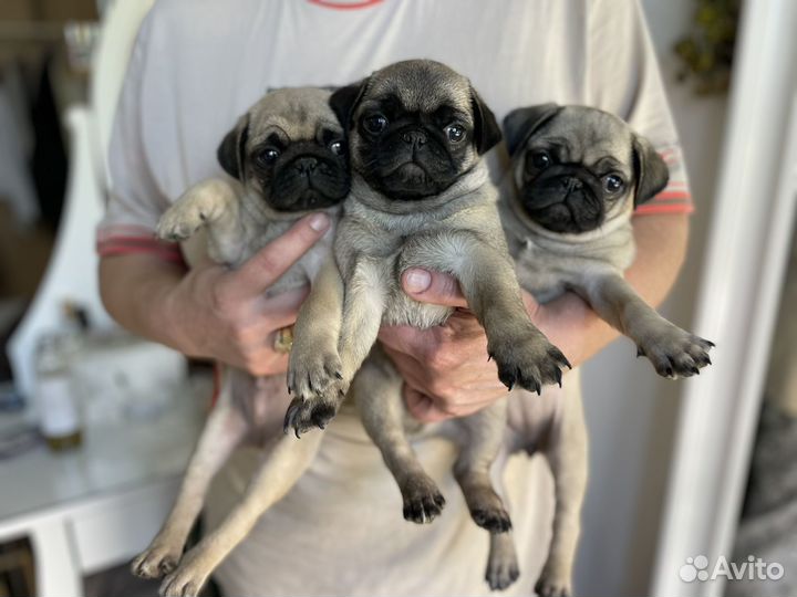 Щенки мопса с документами