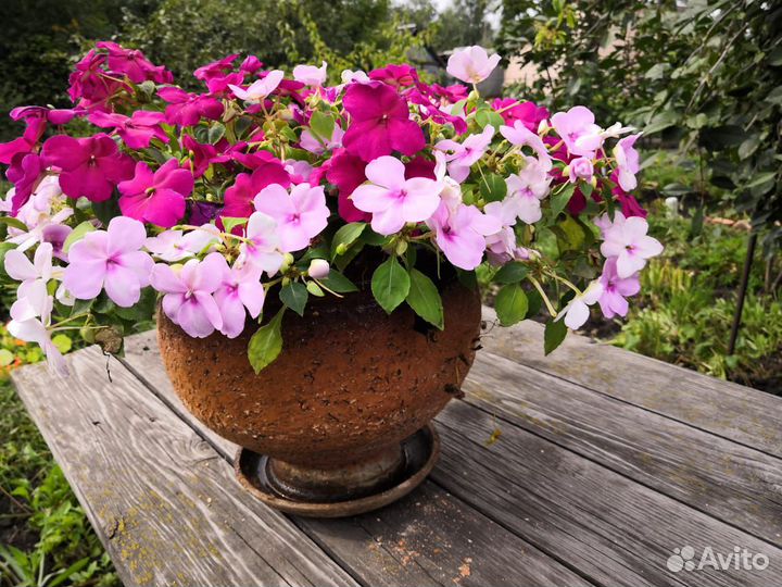 Цветок Бальзамин в Амфорном Горшке