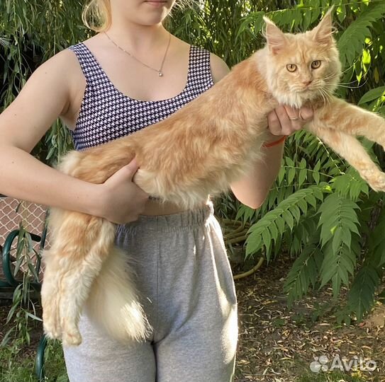 Кошки мейн-кун