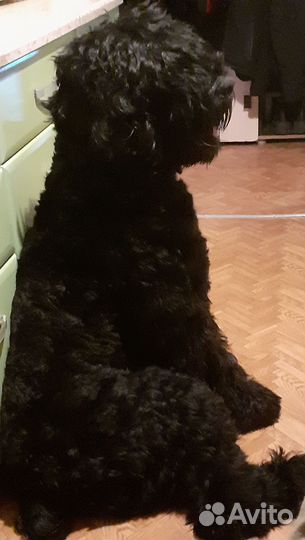 Вязка черный терьер