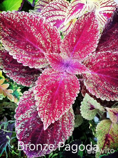 Колеусы вегетативные