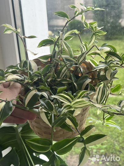 Комнатные растения излишки
