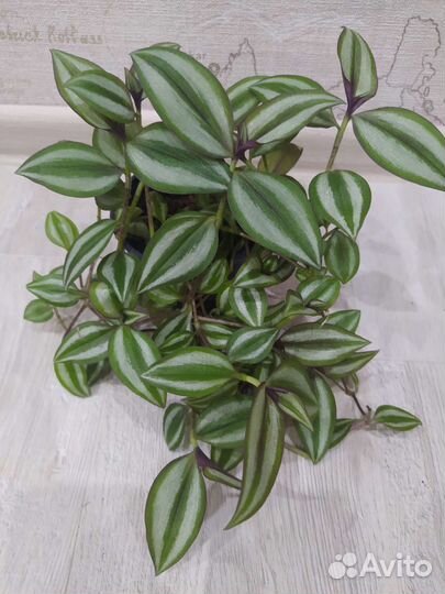 Традесканция