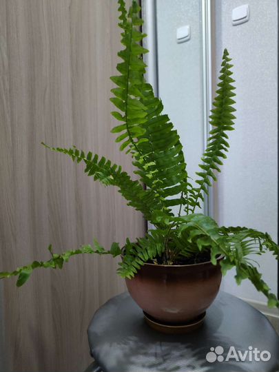 Папоротник