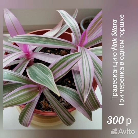 Традесканция Sitara Pink, гиппеаструм Креолка