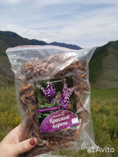 Красный корень