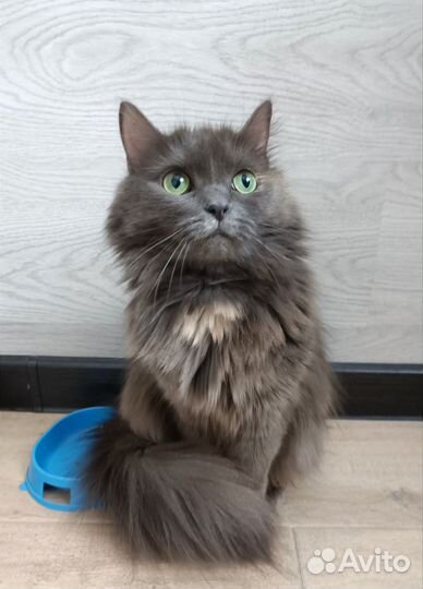 Красавица кошечка Грейс