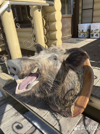 Голова кабана, кабан, чучело кабана, интерьер