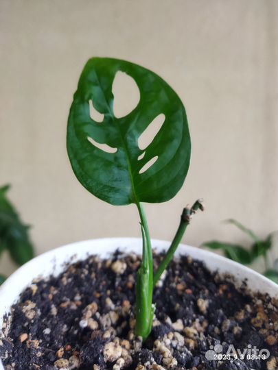 Монстера Адансона