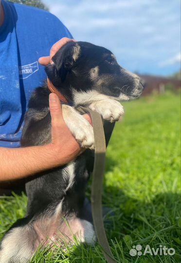 Собака в добрые руки отдам бесплатно