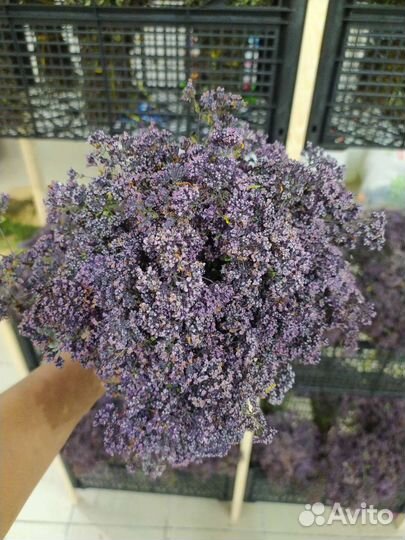 Матрёшка она же Душица