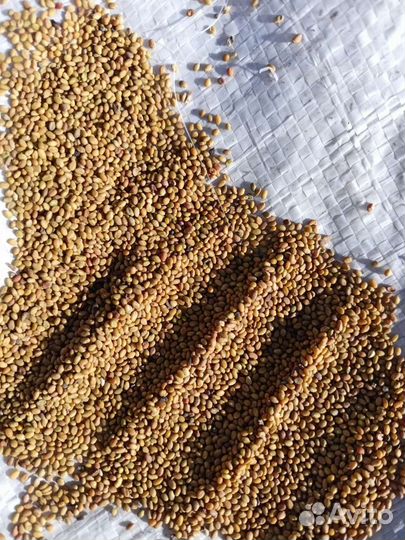 Семена клевера, фацелии, донника