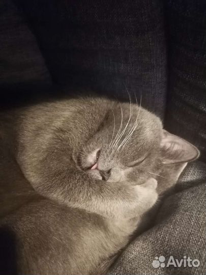Котик на вязку