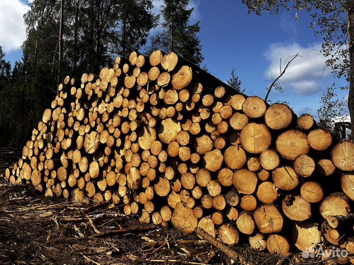 Продажа леса