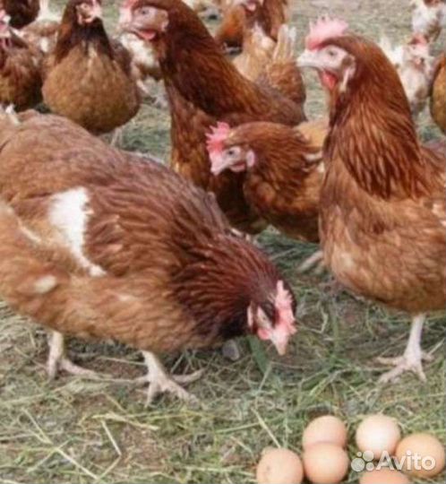 Несушки Ломан браун