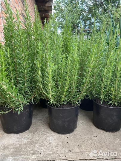 Продажа саженцев