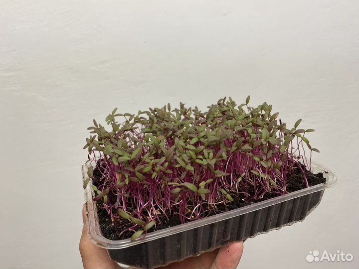 Микрозелень