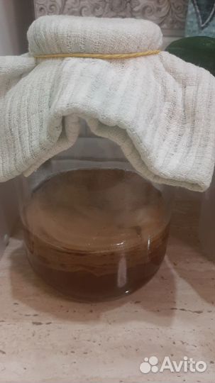 Продаю чайный гриб - Комбуча