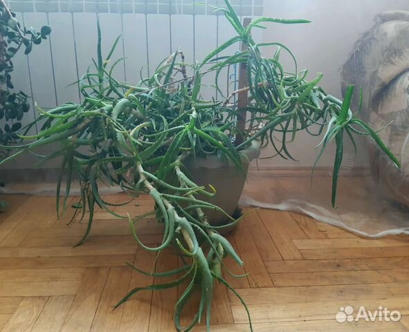 Многолетний алоэ, столетник купить в Москве | Товары для дома и дачи ...