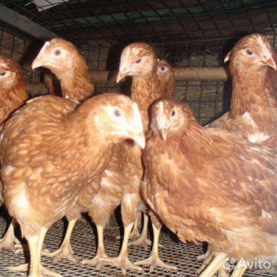 Курочки молодки