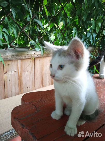 В добрые руки