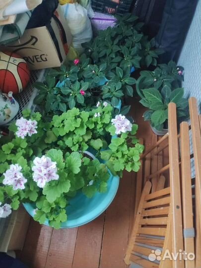 Комнатные домашние растения