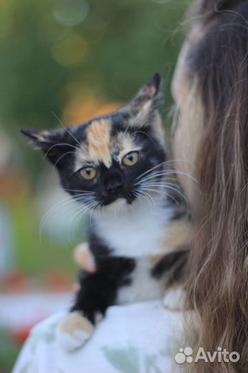 Кошка в дар