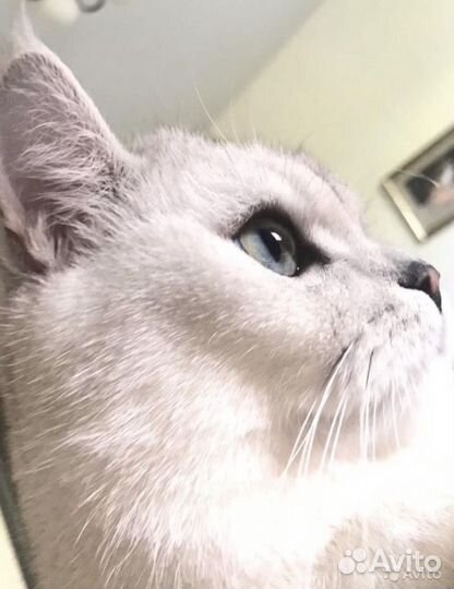 Кот на вязку