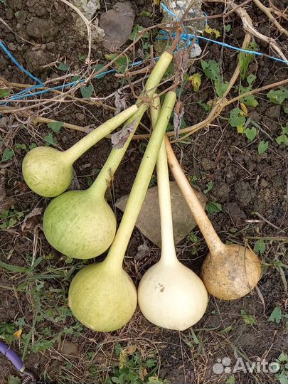 Плоды лагенарии - бутылочной тыквы