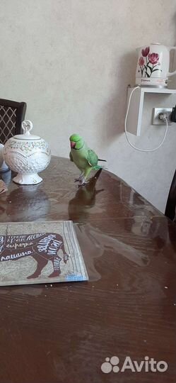 Ожереловый попугай