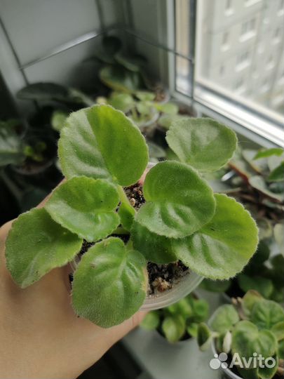 Фиалки химеры DS Вам и не снилось (Dimetris)