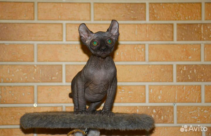 Канадский сфинкс Эльф