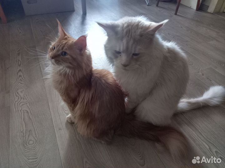 Кошки мейкун