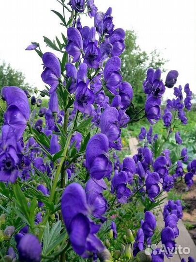 Аконит Фишера